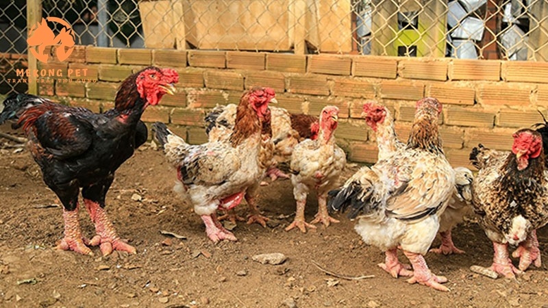 Gà đông tảo có giá cao nhất trong các loại gà ở Việt Nam, giá gà luôn ổn định, không bị tuột giá